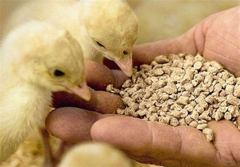 وزیر: محموله‌های نهاده معطل در بنادر به زودی ترخیص می‌شوند