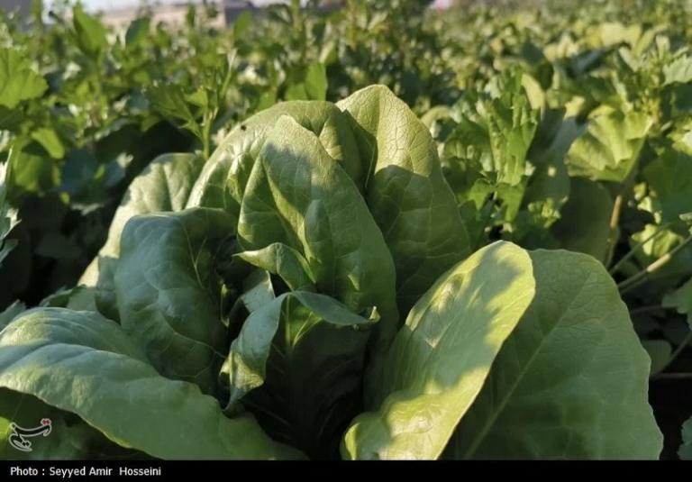 کشاورزی هسته‌ای: آینده‌ای نوین در تولید محصولات زراعی