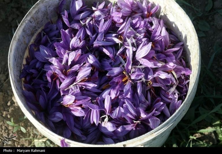 خطرات جدی ناشی از افزایش تقلب در پودر و عصاره‌های زعفران