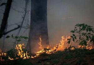 جنگل‌ها در معرض خطر: 90 درصد آتش‌سوزی‌ها ناشی از سوءمدیریت و کم‌آبی هستند