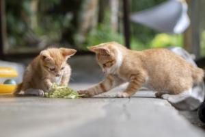 تاریخچه اهلی شدن گربه‌ها؛ دوستان پشمالوی ما دیرتر از آنچه فکر می‌کردیم، به جمع ما پیوستند