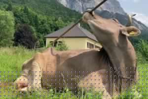 گاوها نیز توانایی استفاده از ابزار را دارند!